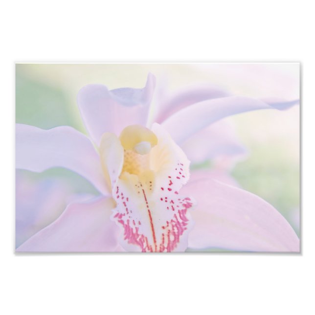 Pastel Orchid Photo Print (Front)