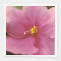 Pastel Pink African Violet (Saintpaulia) Flower