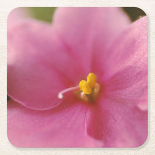 Pastel Pink African Violet (Saintpaulia) Flower Square Paper Coaster