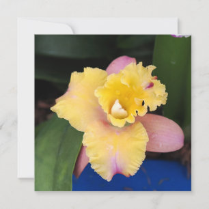 Pastel Pink and Yellow Orchid 