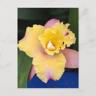 Pastel Pink and Yellow Orchid Postcard