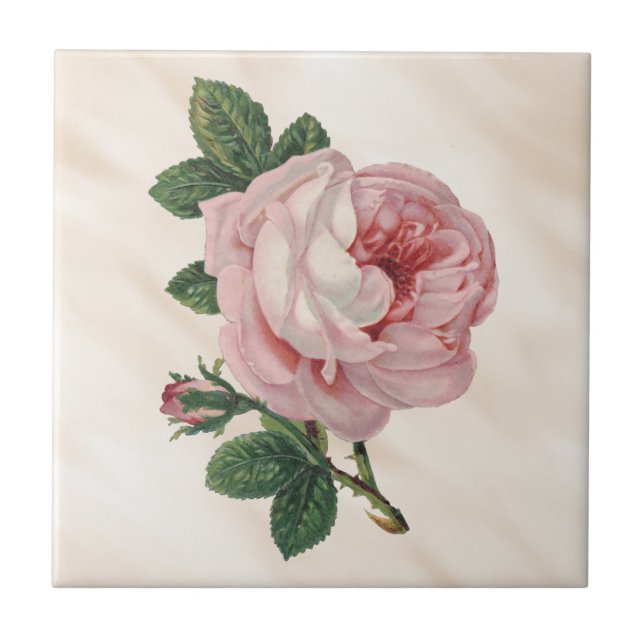Pastel Pink Cabbage Rose Satin Antique Misty White Tile (Front)
