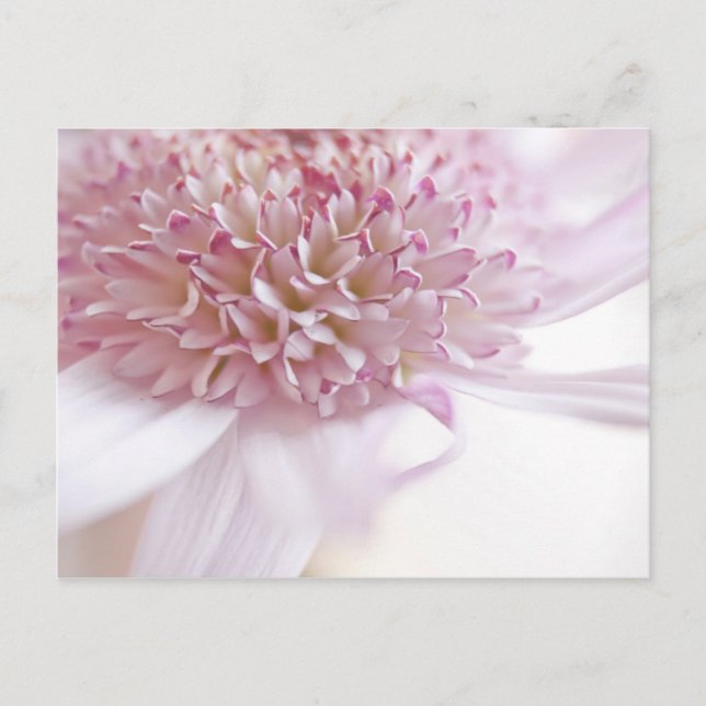 Pastel Pink Flower Postcard (Front)