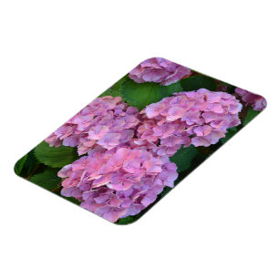 Pastel pink Hortensia hydrangea bloom Magnet