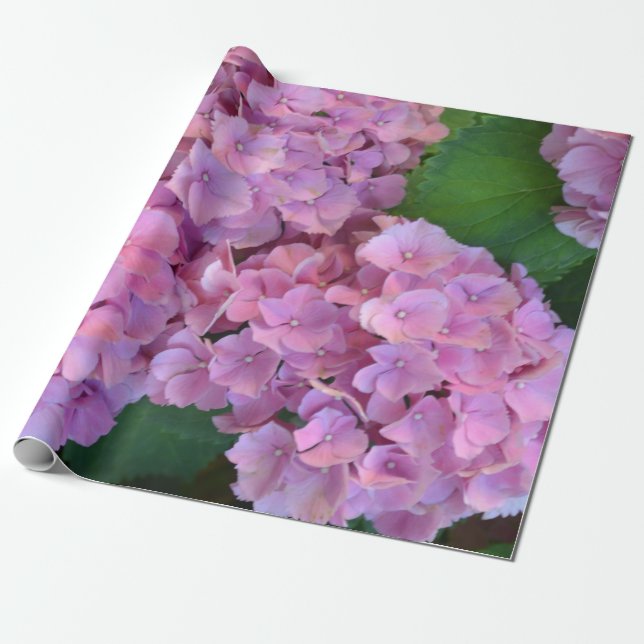 Pastel pink Hortensia hydrangea bloom  Wrapping Paper (Unrolled)