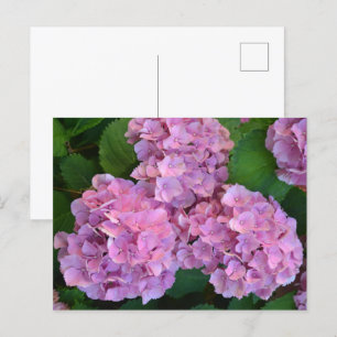 Pastel pink Hortensia hydrangea flowers Postcard
