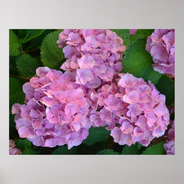 Pastel pink Hortensia hydrangea flowers            Poster (Front)