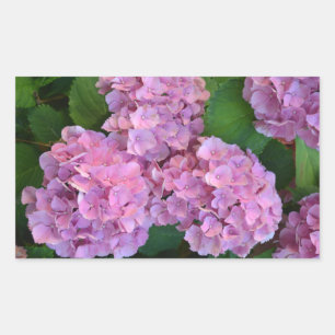 Pastel pink Hortensia hydrangea flowers   Rectangular Sticker