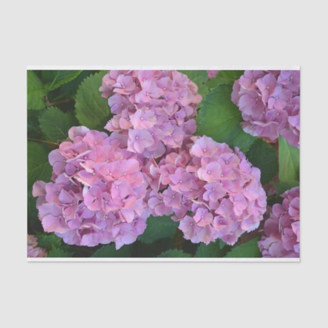 Pastel pink Hortensia hydrangea flowers  Tissue Paper (Front)