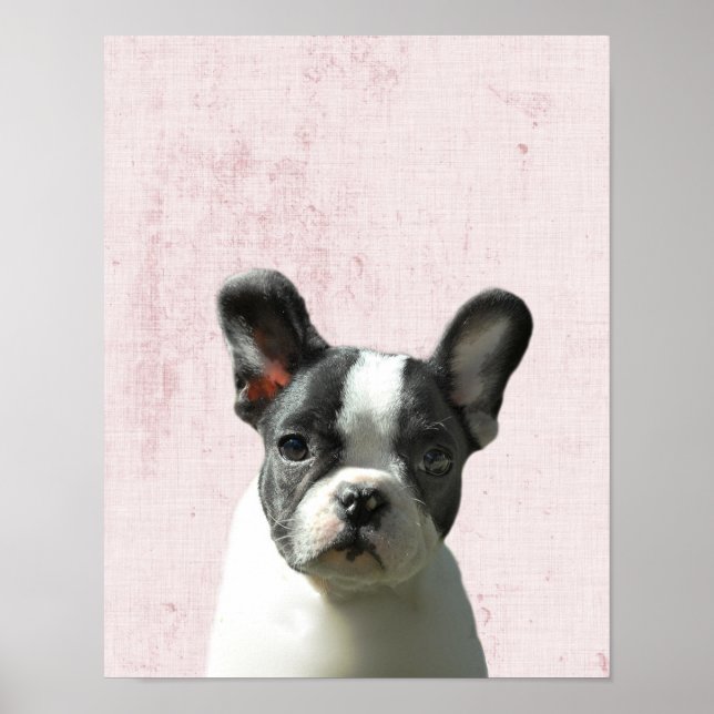 Pastel Pink Peekaboo Boston Terrier Puppy Nursery Poster (Front)