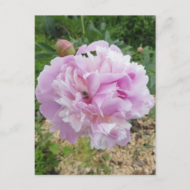 Pastel Pink Peony and Honey Bee Postcard (Front)