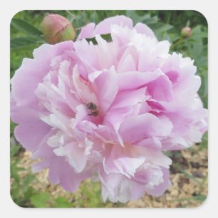 Pastel Pink Peony and Honey Bee Square Sticker