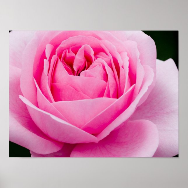 Pastel Pink Rose Poster (Front)