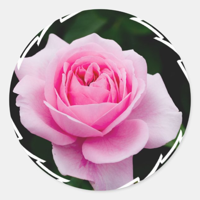 Pastel Pink Rose Stickers (Front)
