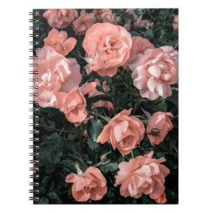 Pastel pink roses growing in the garden in soft li notebook
