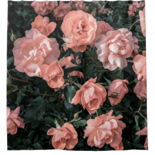 Pastel pink roses growing in the garden in soft li shower curtain