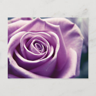 Pastel Rose postcard (muted lilac)