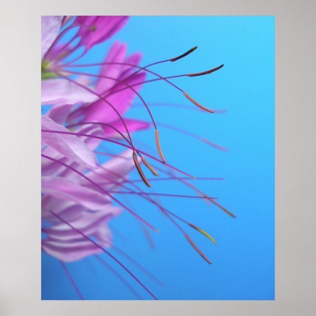 Pastel Simplicity Poster (Front)