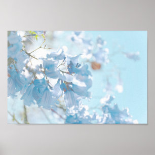 Pastel Soft Blue Jacaranda Tree Flowers Blossoms Poster