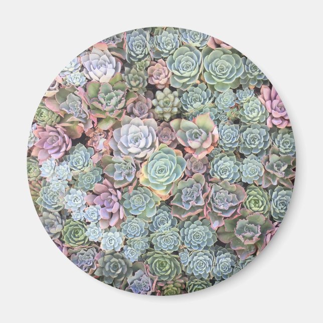 Pastel Succulent Garden Magnet (Front)