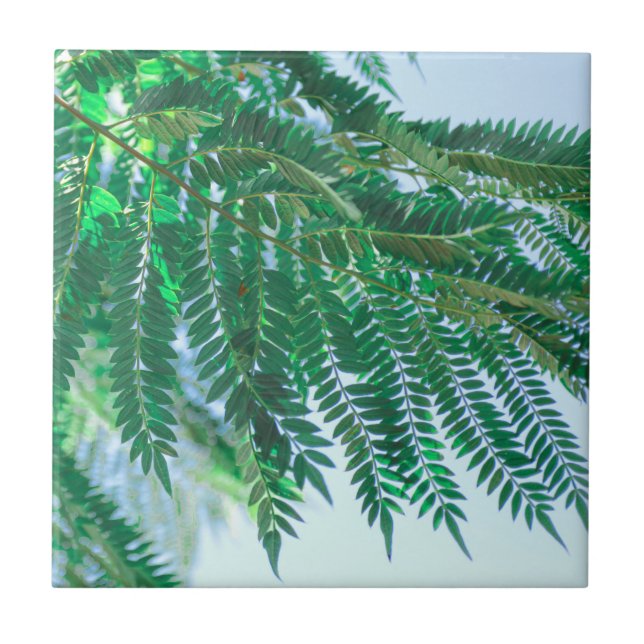 Pastel Theme Jacaranda Tree Leaves Tile (Front)