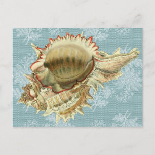 Pastel Vintage Seashell & Blue Lace Postcard