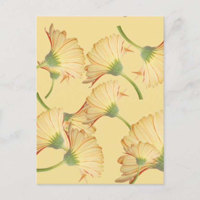 Pastel Yellow Daisy Background Postcard (Front)