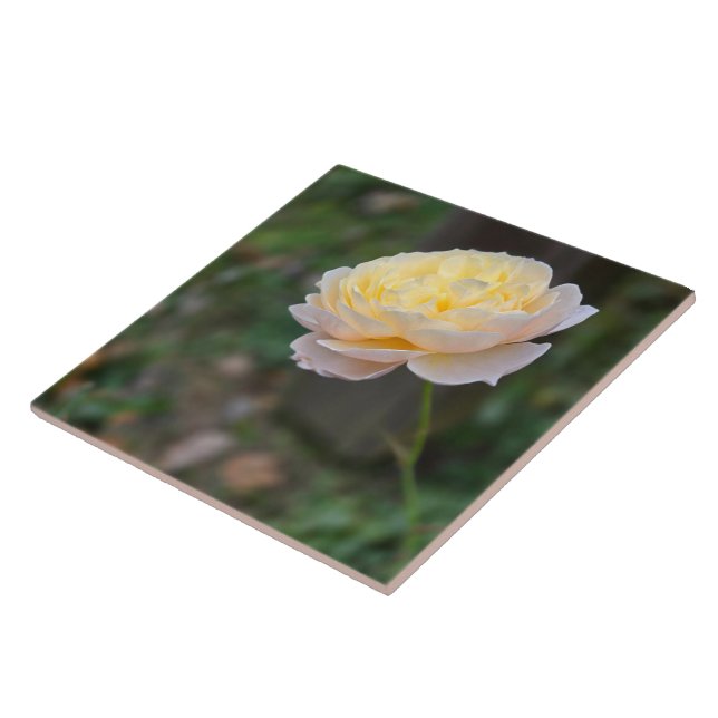 Pastel Yellow Pink Rose Tile (Side)