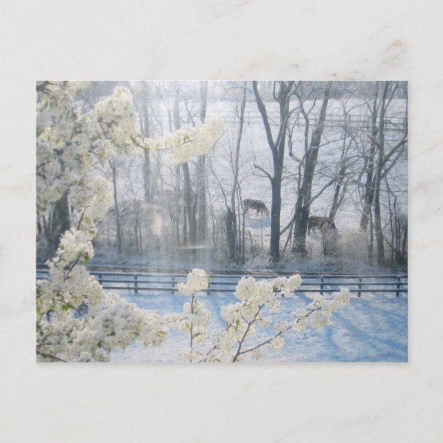 Pastoral Nature Scenery in Winter Postcard (Front)