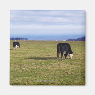 Pastoral scene of cows in field overlooking magnet