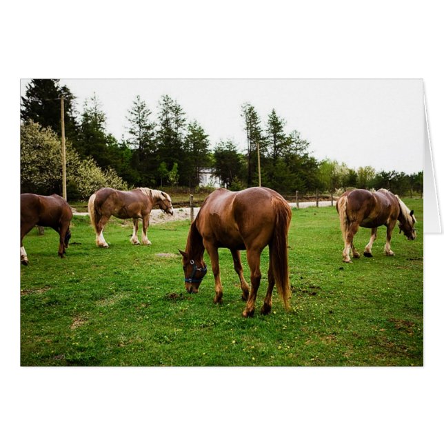 Pasture Scene (Front Horizontal)