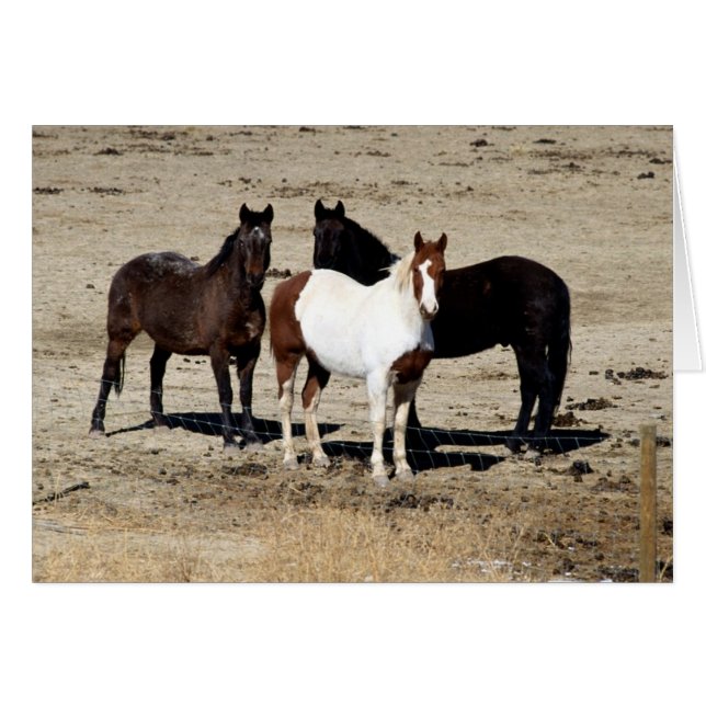 Pasture Trio (Front Horizontal)