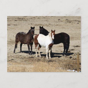 Pasture Trio Postcard