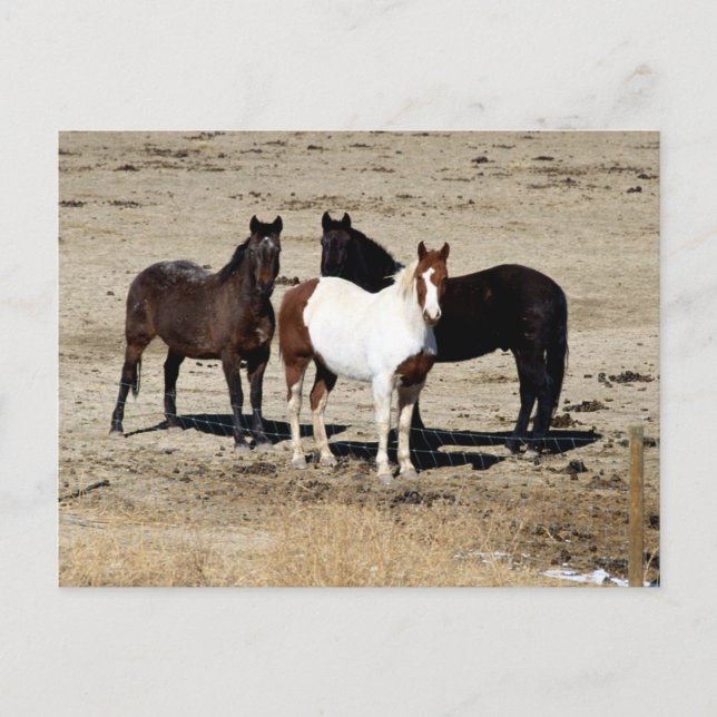 Pasture Trio Postcard (Front)