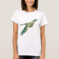 Patagonian Conure