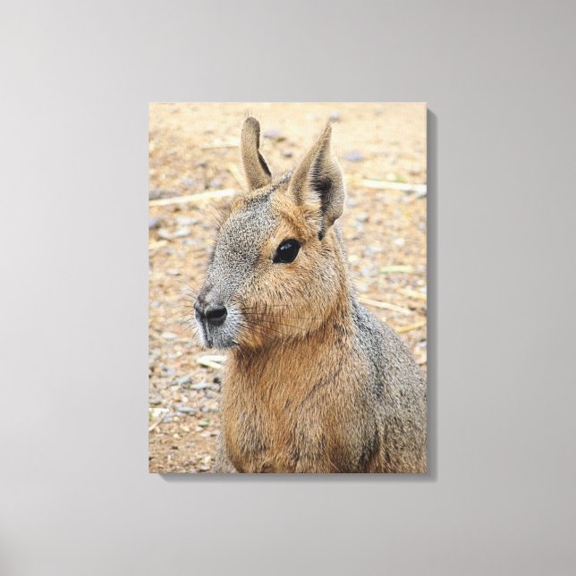 PATAGONIAN MARA    CANVAS PRINT (Front)