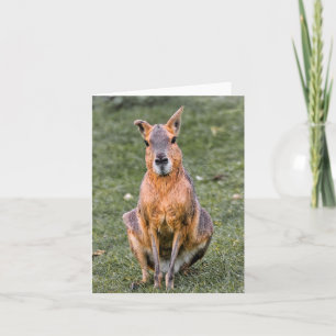 Patagonian Mara Card