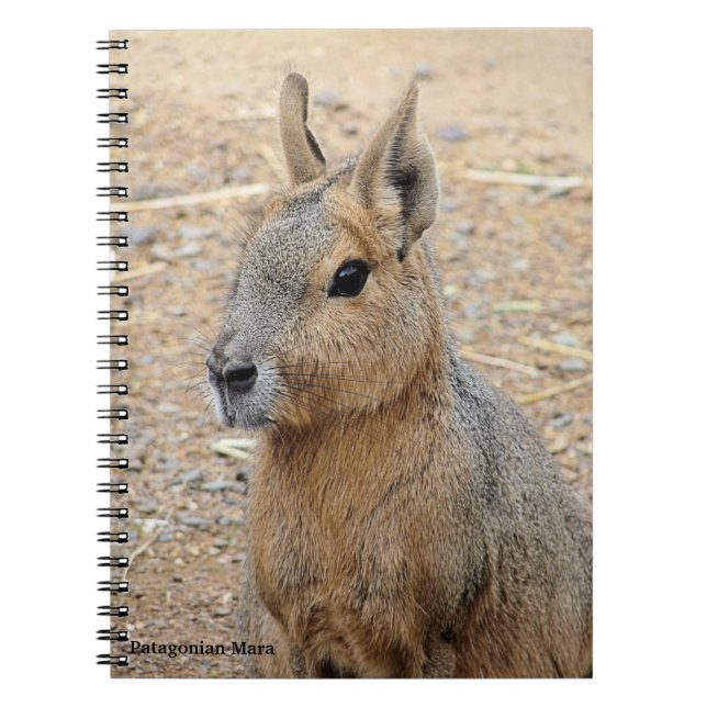 PATAGONIAN MARA  NOTEBOOK (Front)