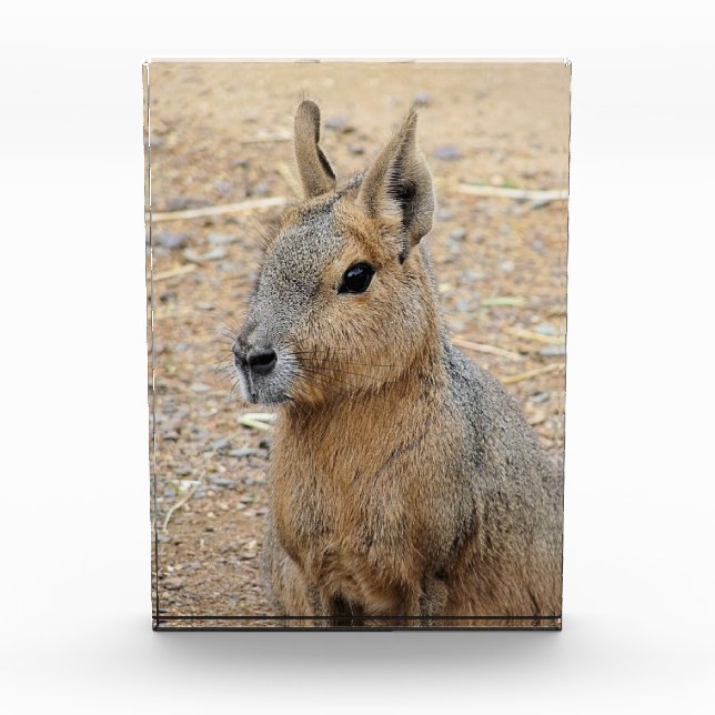 PATAGONIAN MARA PHOTO BLOCK (Front)