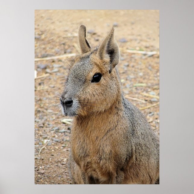 PATAGONIAN MARA   POSTER (Front)