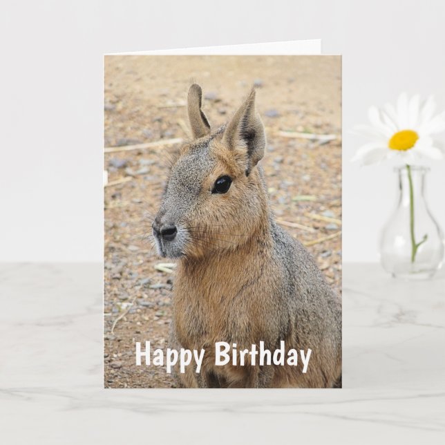 PATAGONIAN MARA WILD ANIMAL CARD (Small Plant)