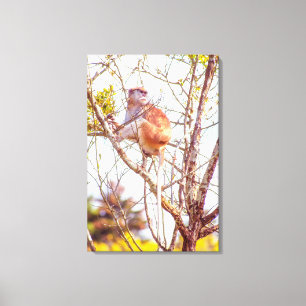 Patas is Up a Tree Canvas Print