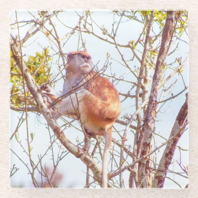 Patas is Up a Tree Glass Coaster (Front)