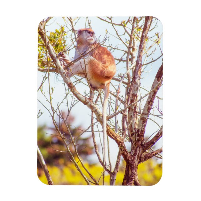 Patas is Up a Tree Magnet (Vertical)