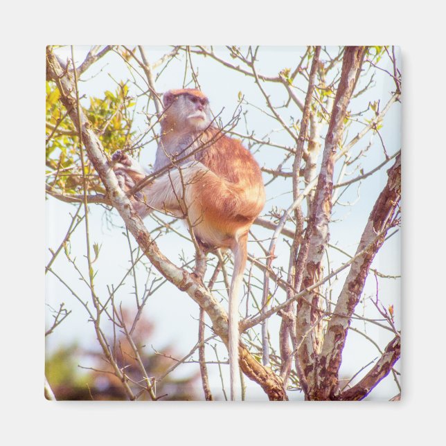 Patas is Up a Tree Magnet (Front)