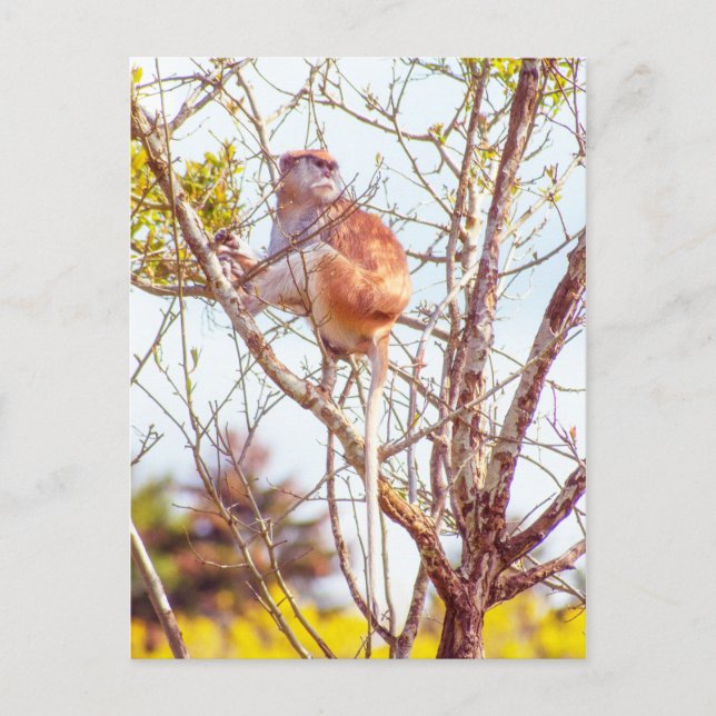 Patas is Up a Tree Postcard (Front)
