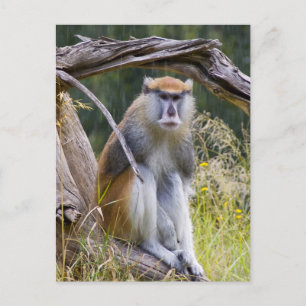 Patas Monkey Postcard