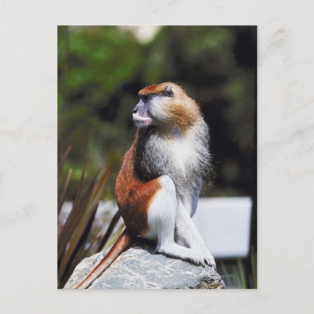 Patas monkey postcard (Front)