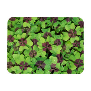 Patch of Four Leaf Clover, Sorrel, with Dew Magnet