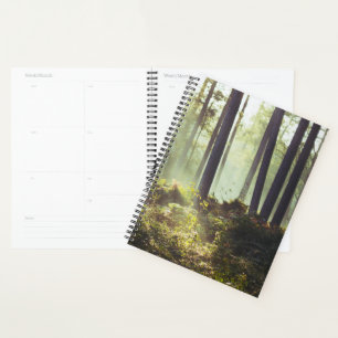 Patch of Underbrush in the Forest Planner